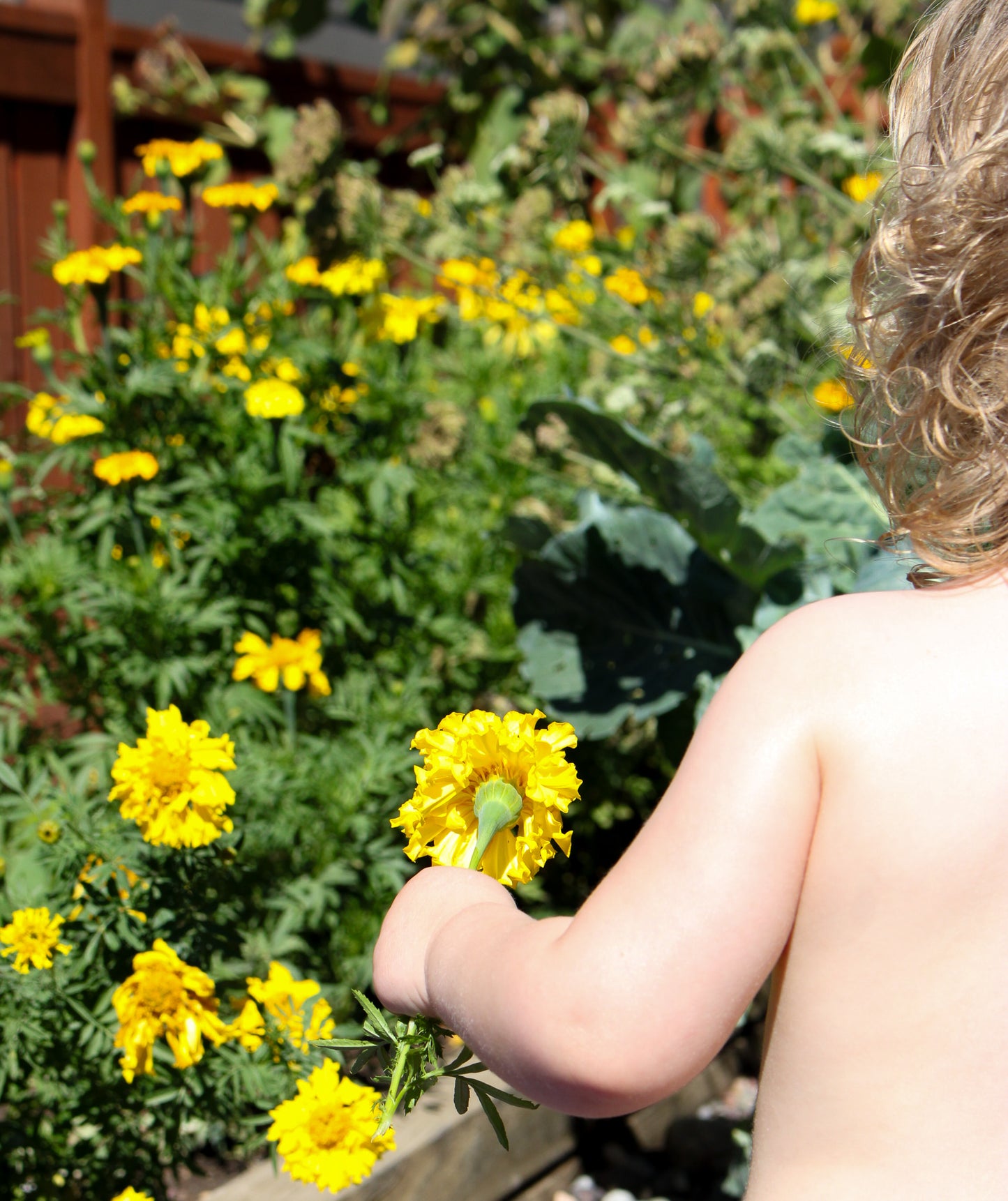 small child holding a yellow flower
