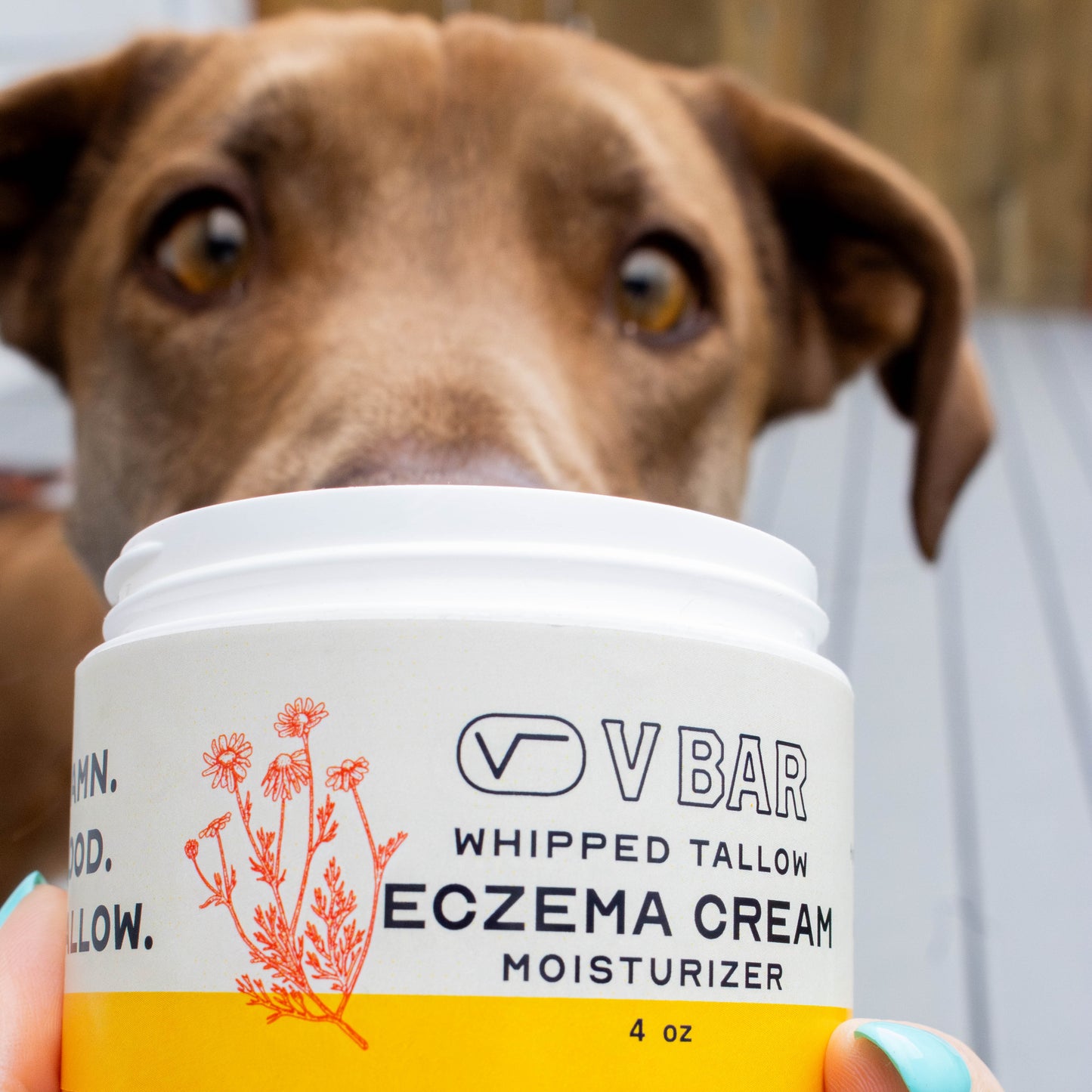 Whipped tallow moisturizer made from grass-fed beef suet sourced from Montana ranches being admired by a a dog